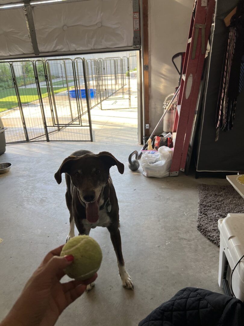 A dog is playing with a tennis ball