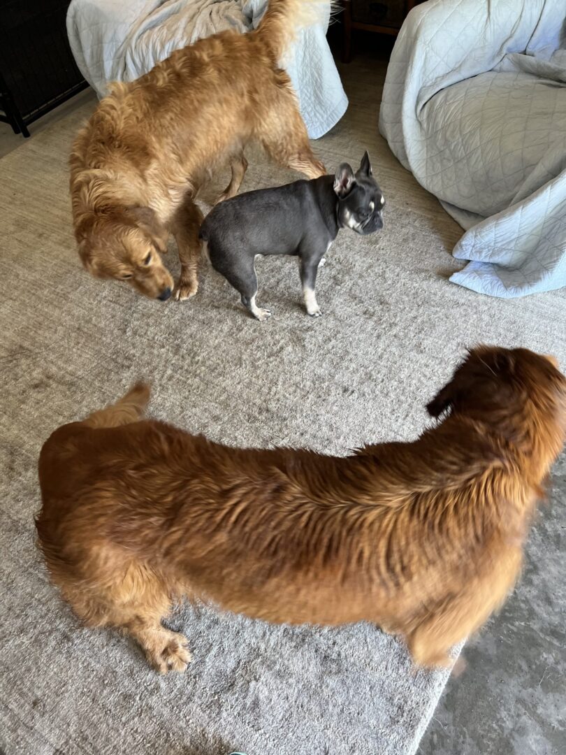 A dog and two dogs on the floor