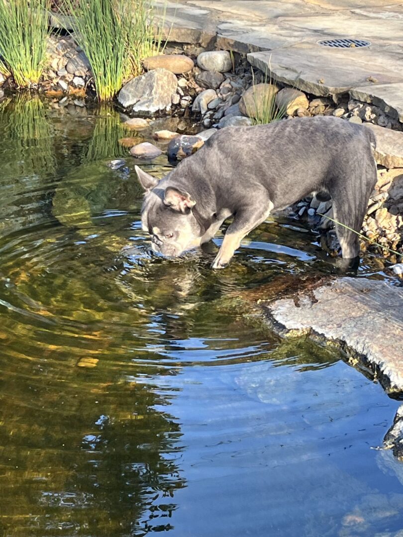 A dog standing in water near rocks and plants.