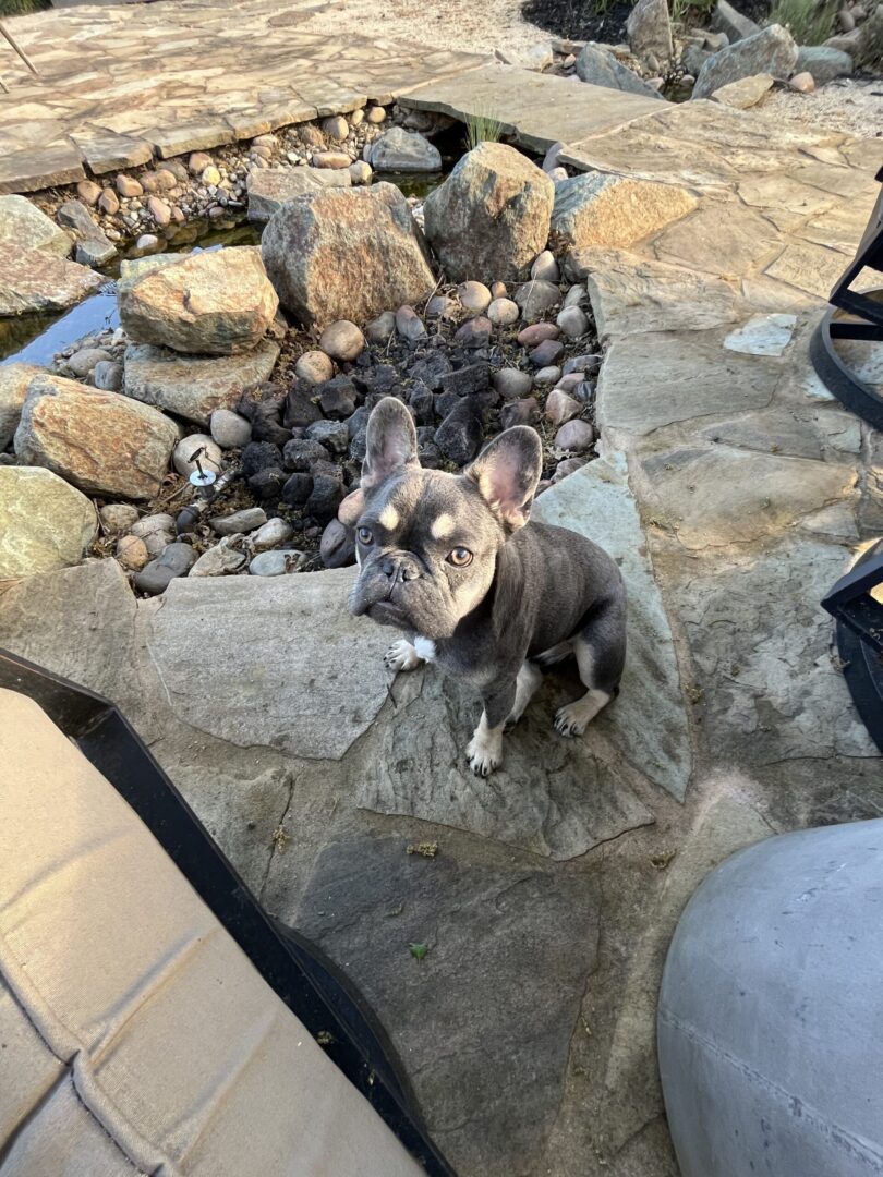 A small dog standing on the rocks in front of a fire pit.