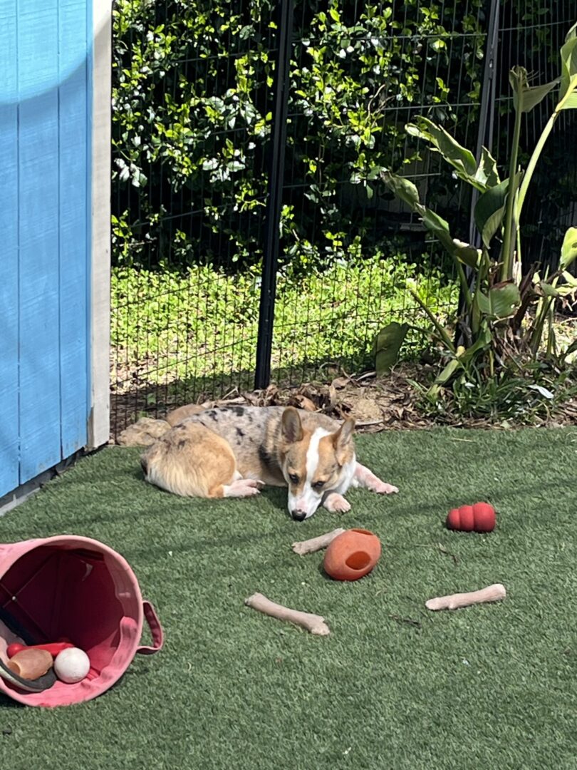 A dog laying on the grass with its head down.