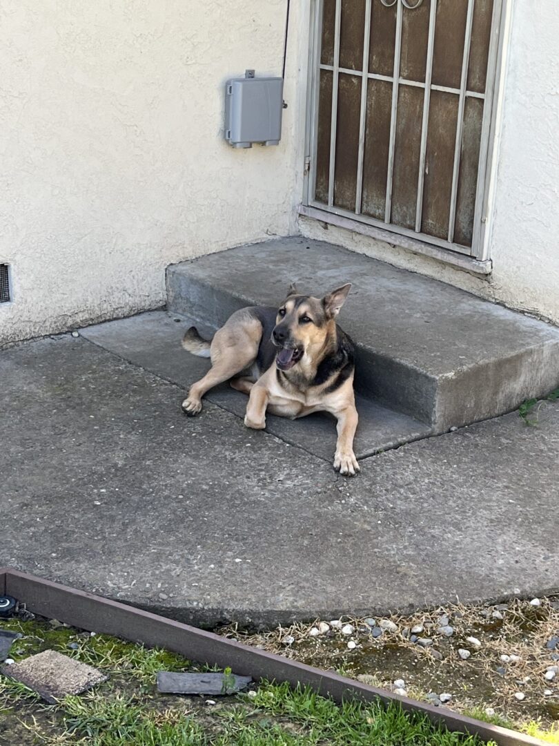 A dog sitting on the steps of a house.