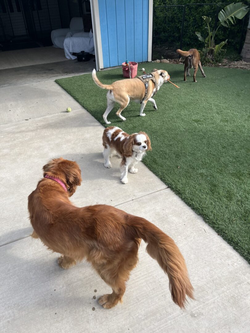 A group of dogs on the ground in front of a house.