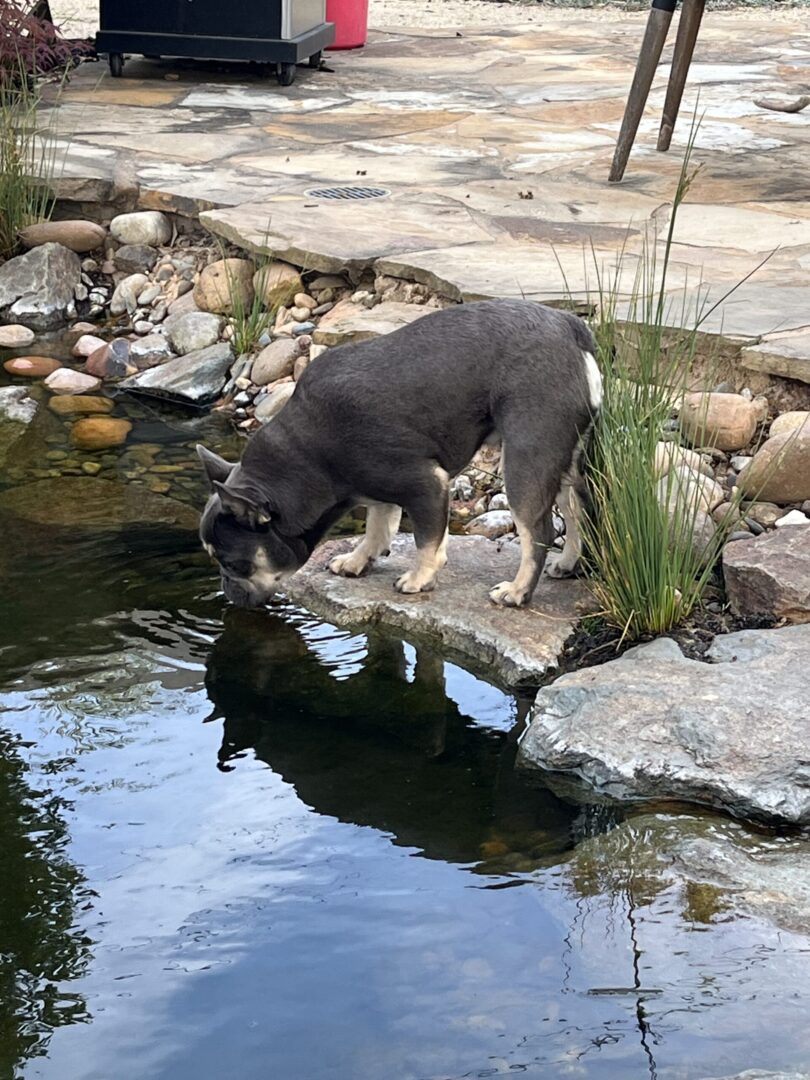 A dog is drinking water from the pond.