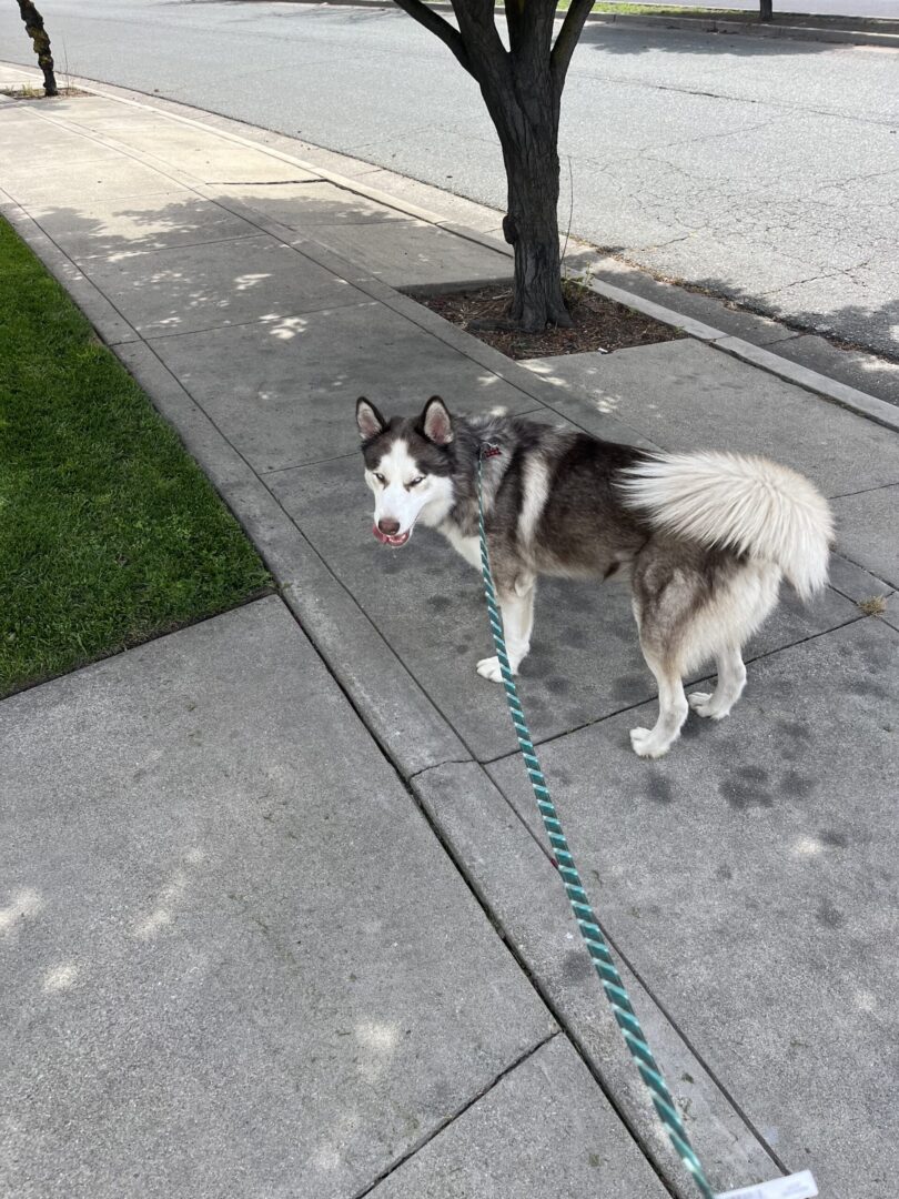 A husky dog is standing on the sidewalk