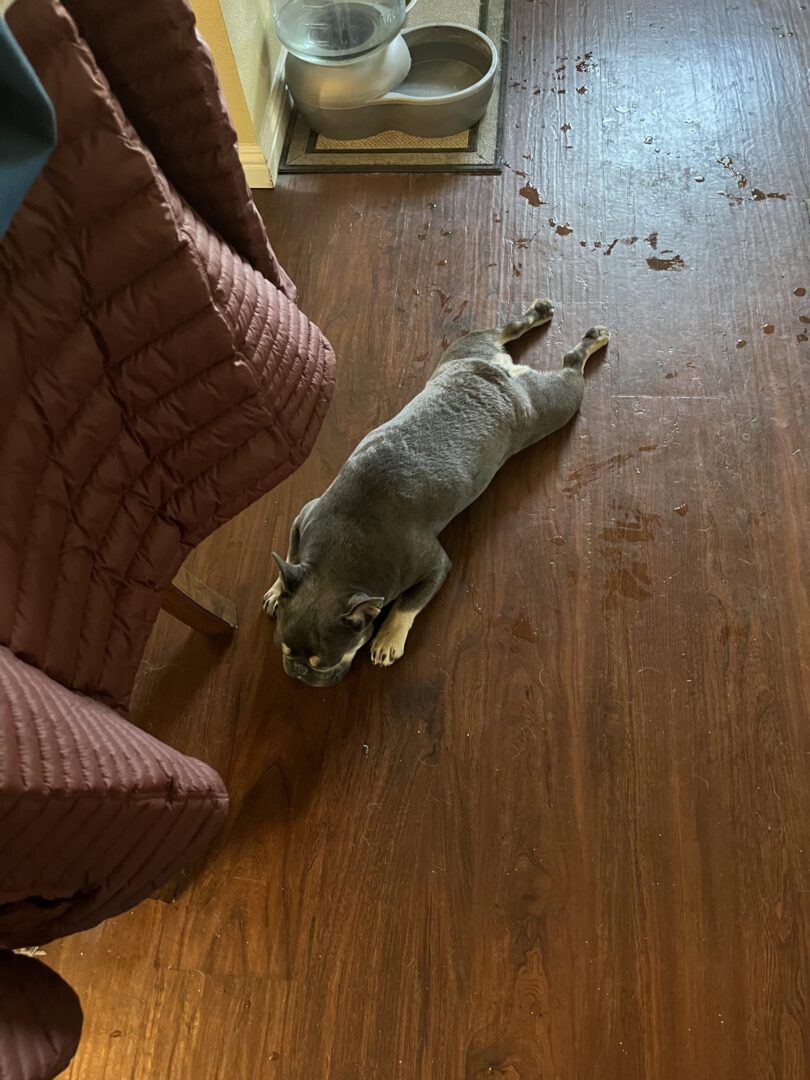 A dog is laying on the floor by himself