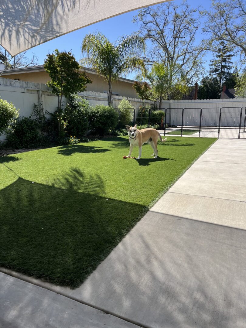 A dog is standing on the grass in front of a fence.