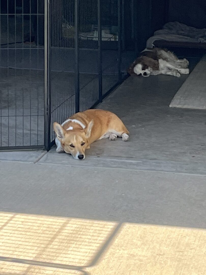 Two dogs are laying down in a fenced area.