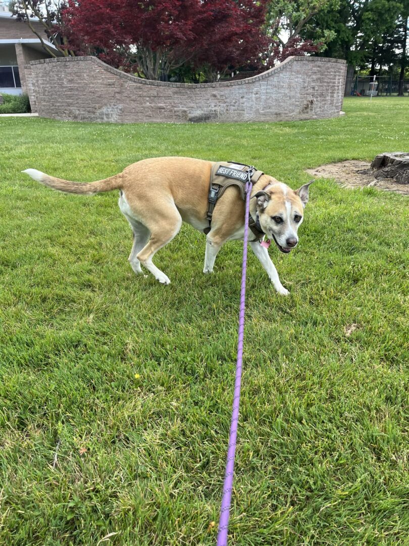 A dog on a leash in the grass.