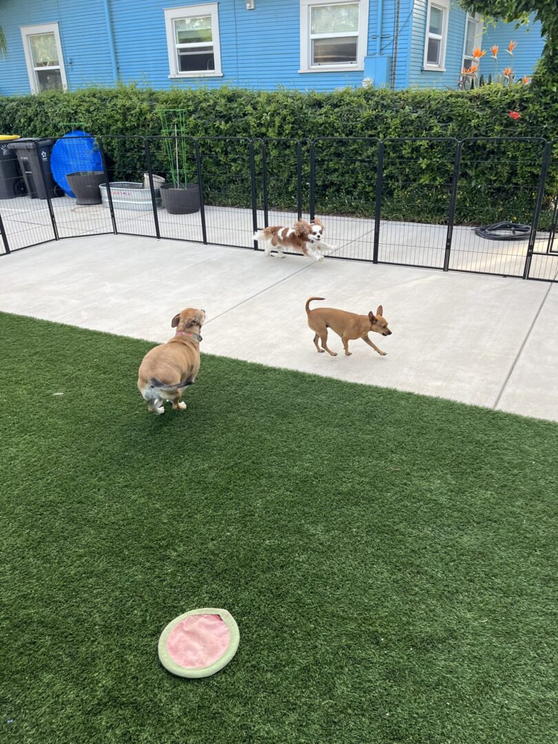 A dog chasing another dog in the yard