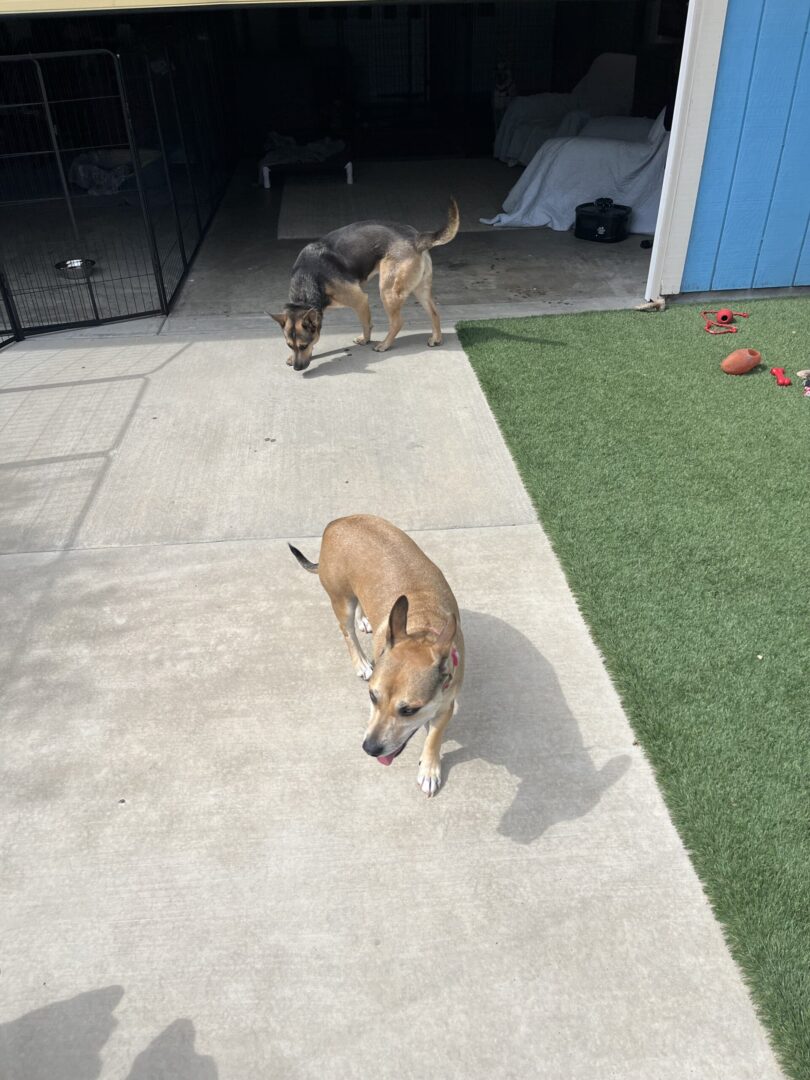 Two dogs walking on a concrete walkway.