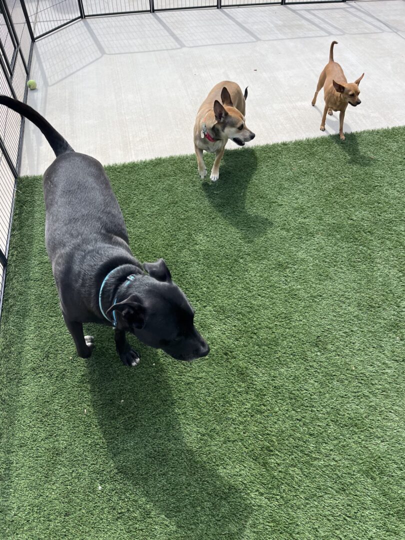 Two dogs are playing with each other on the grass.