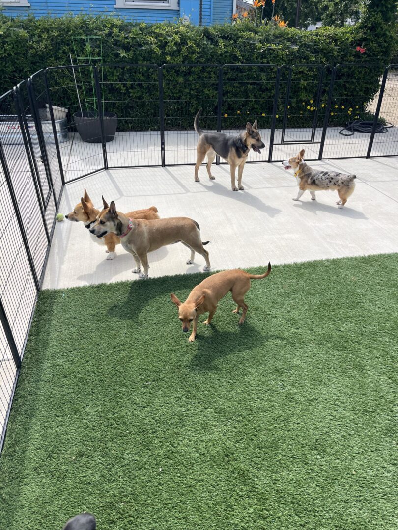 A group of dogs playing in the yard