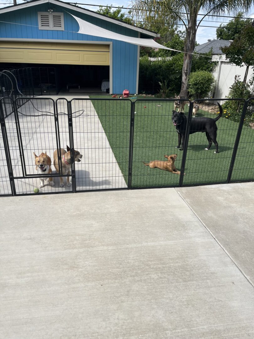 A dog in its pen with two other dogs