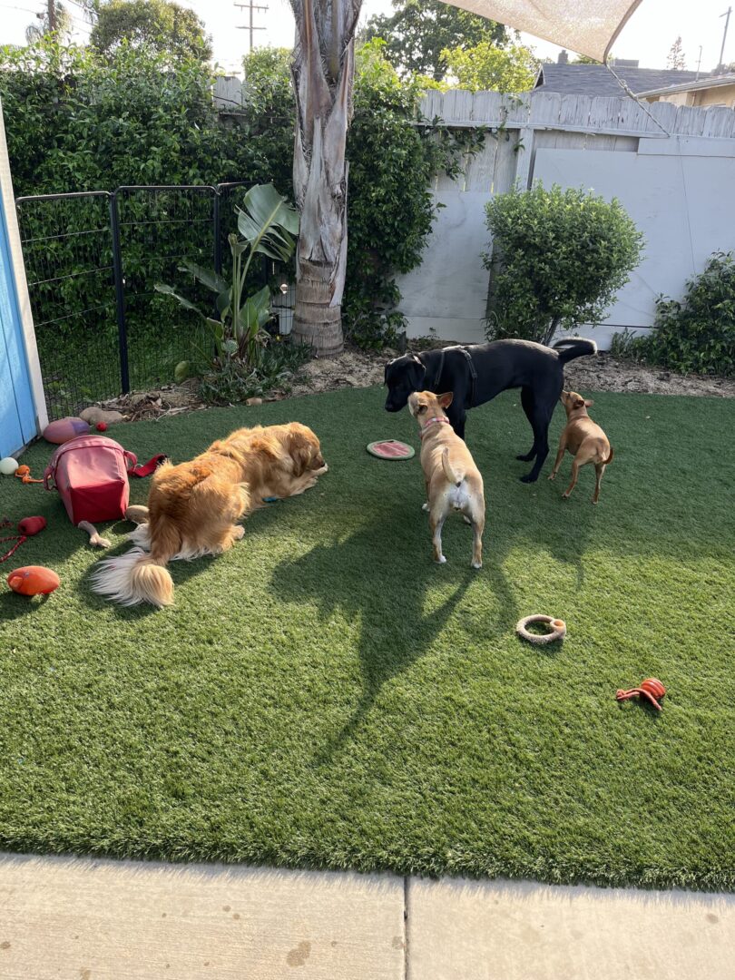 A group of dogs in the yard playing with frisbees.