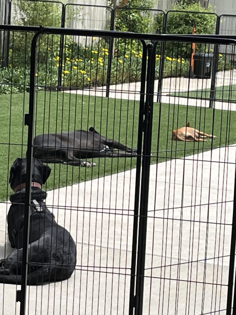 A dog sitting in the middle of an enclosure.