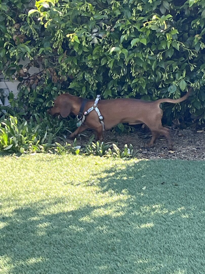 A dog is walking in the grass near some bushes.