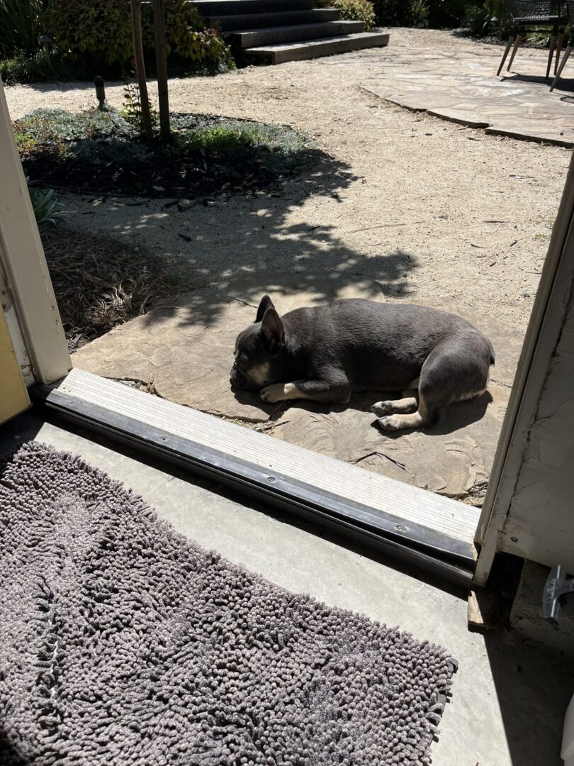 A dog laying on the ground outside of a door.