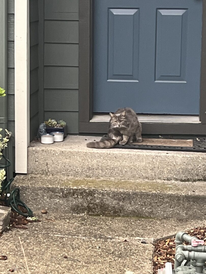 A cat sitting on the steps of a house.