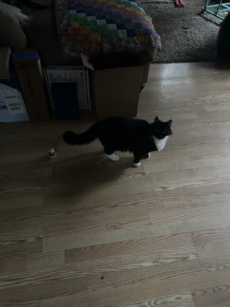 A cat is running around on the floor