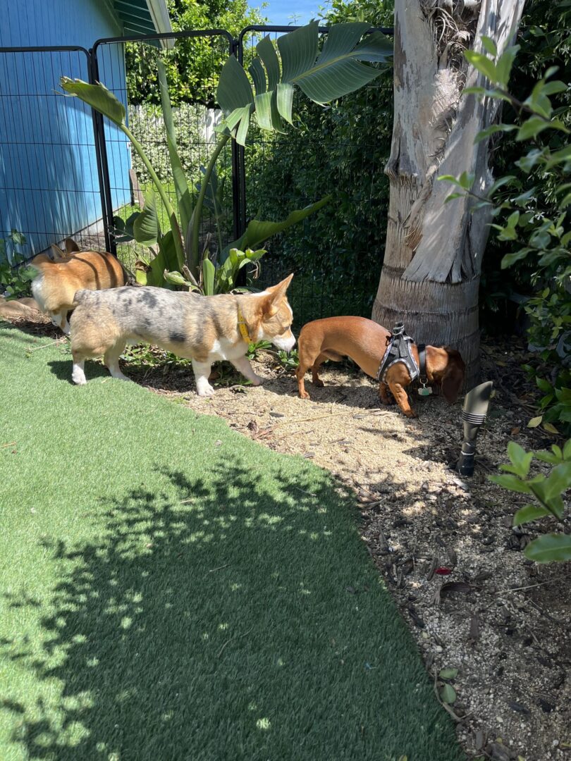 Three dogs in a yard with trees and bushes