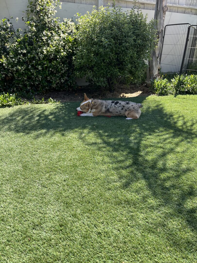 A dog laying on the grass in front of some bushes