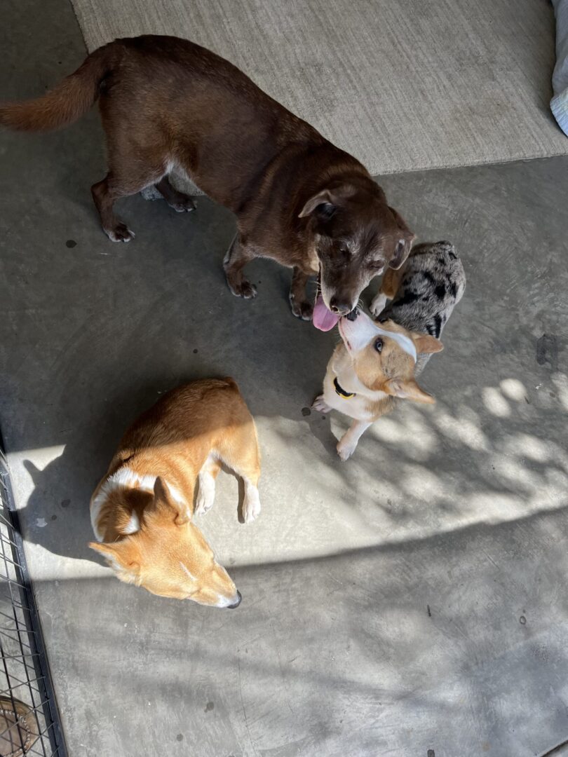 Three dogs are playing together on the ground.