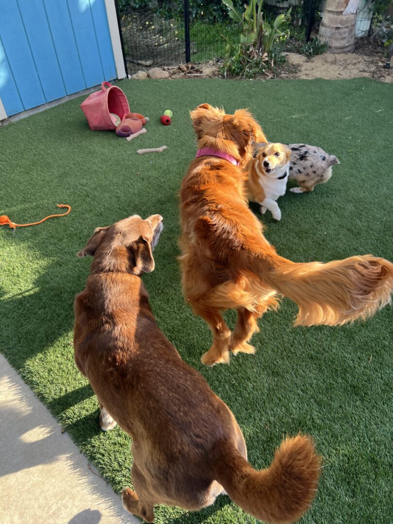 A group of dogs playing with each other on the grass.