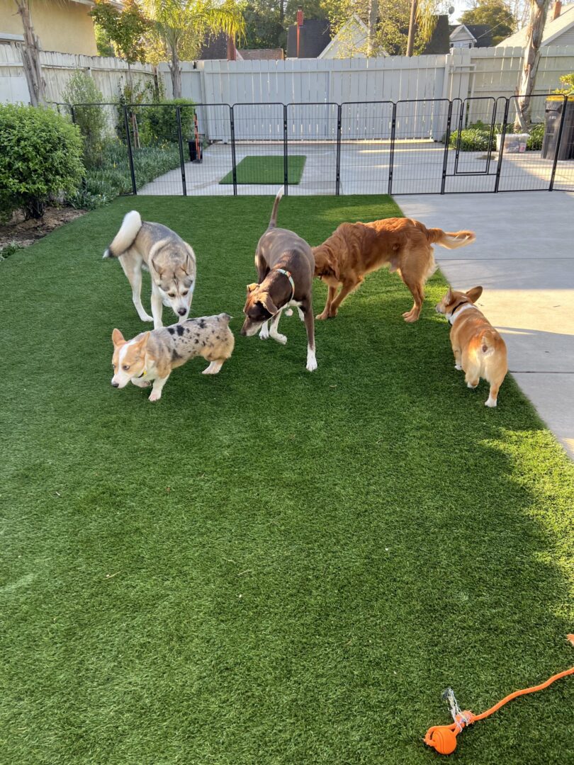 A group of dogs playing with each other in the yard.