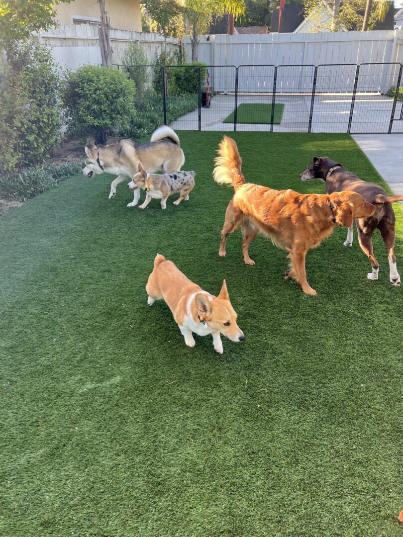 A group of dogs playing with each other on the grass.