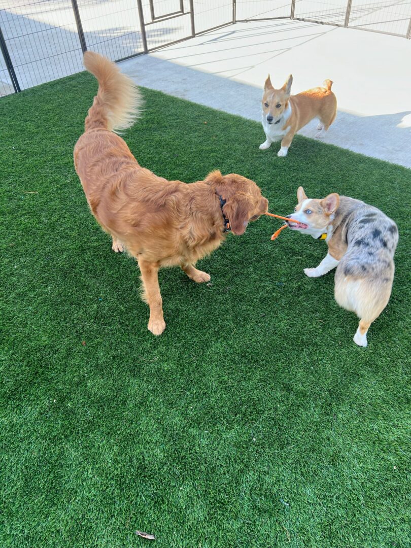 Three dogs playing with a toy on the grass.