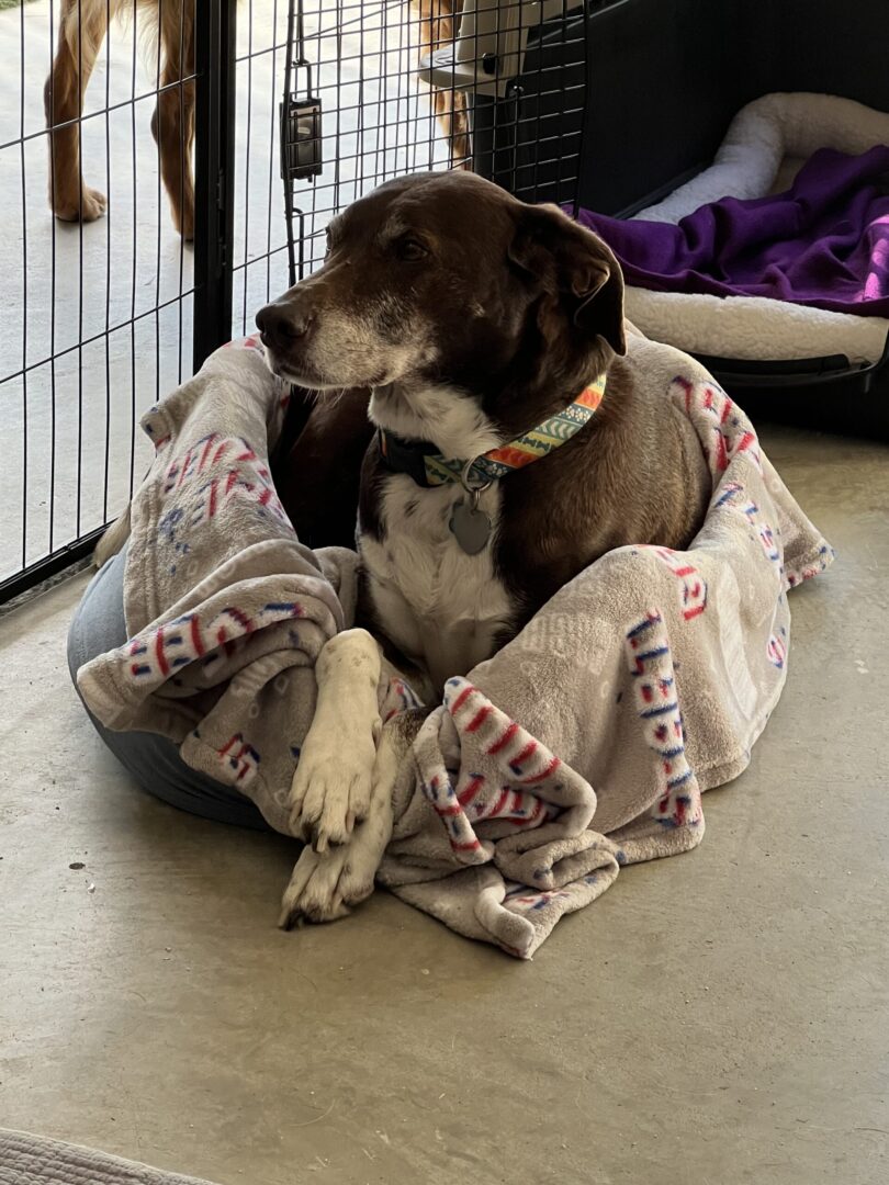 A dog sitting in a blanket on the floor.