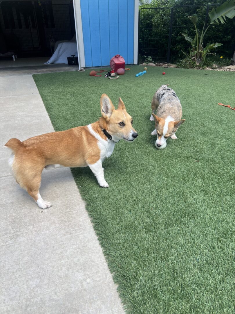 Two dogs are playing in the yard together.