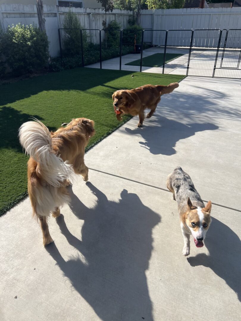 Three dogs playing with each other in a fenced area.