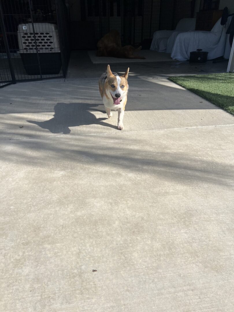 A dog walking on the cement floor of an outdoor patio.