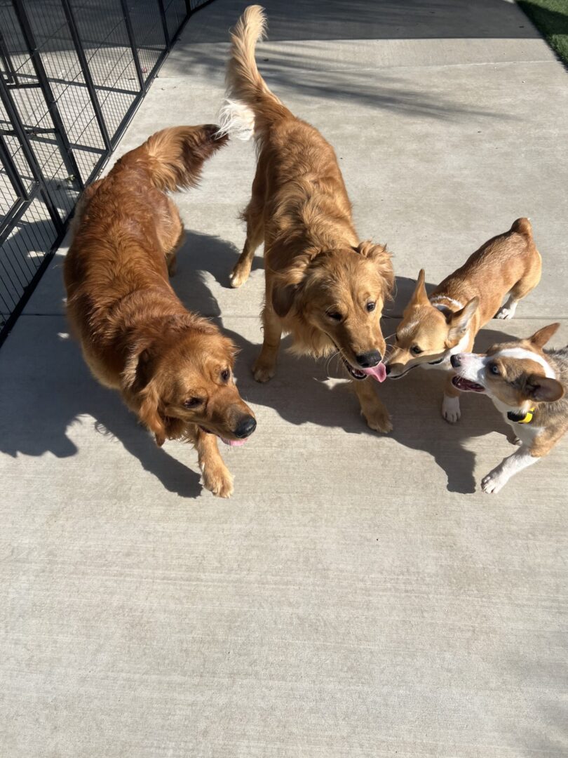 A group of dogs playing with each other on the ground.