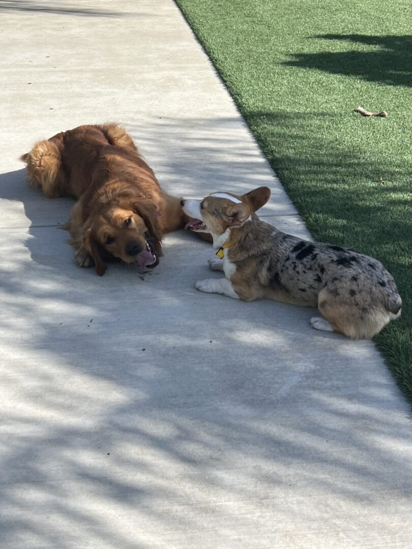 Two dogs laying on the ground next to each other.